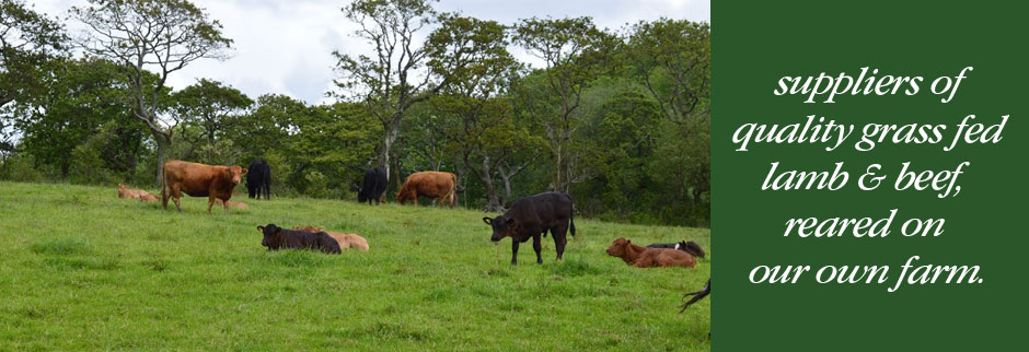 Gower-pasture cattle on the family land at Espalone, Murton
